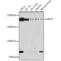 WSTF Rabbit mAb