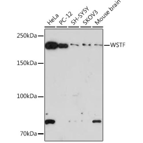 WSTF Rabbit mAb