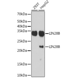 LIN28B Rabbit mAb