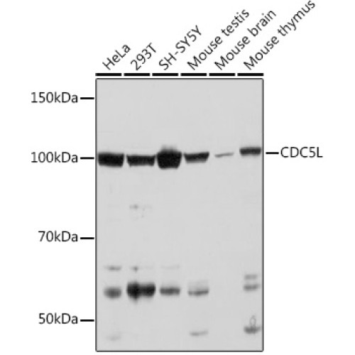 CDC5L Rabbit mAb