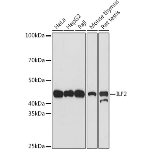 ILF2 Rabbit mAb