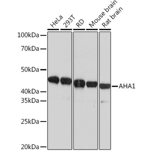 AHA1 Rabbit mAb
