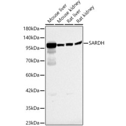 SARDH Rabbit pAb