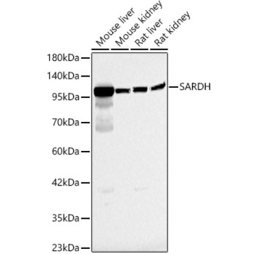 SARDH Rabbit pAb