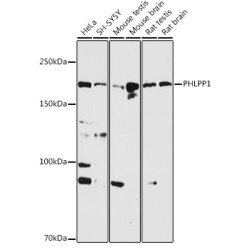 PHLPP1 Rabbit pAb