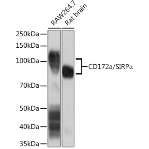 CD172a/SIRPα Rabbit mAb