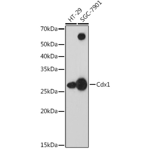 Cdx1 Rabbit mAb