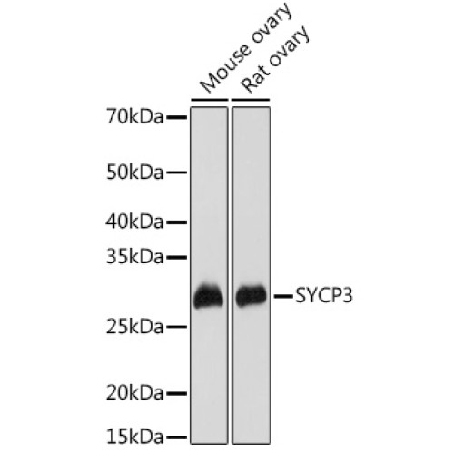 SYCP3 Rabbit pAb