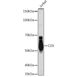 CD5 Rabbit mAb