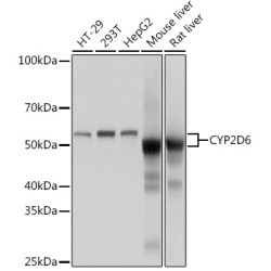 CYP2D6 Rabbit mAb