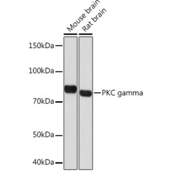 PKC gamma Rabbit mAb