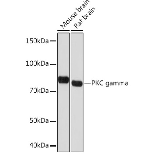 PKC gamma Rabbit mAb