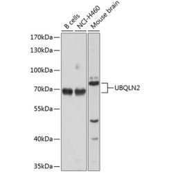 UBQLN2 Rabbit pAb