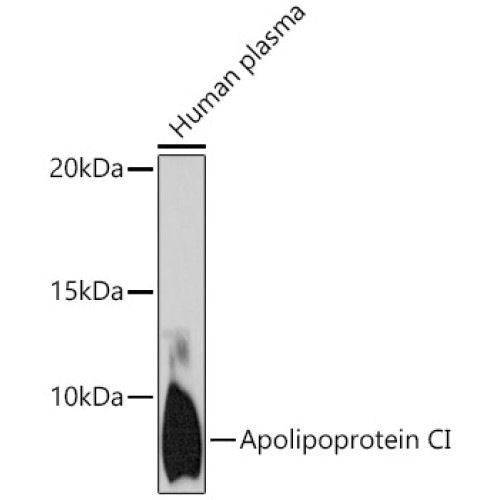 Apolipoprotein CI Rabbit mAb