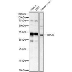 TRA2B Rabbit pAb