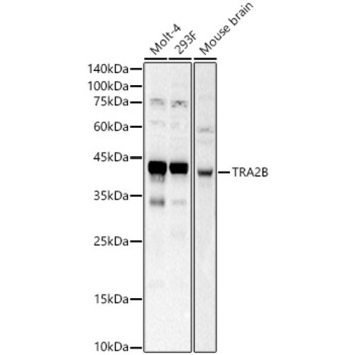 TRA2B Rabbit pAb
