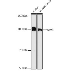 VAV3 Rabbit mAb