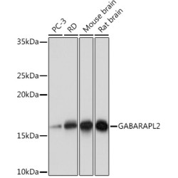 GABARAPL2 Rabbit mAb