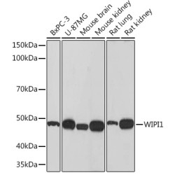 WIPI1 Rabbit mAb