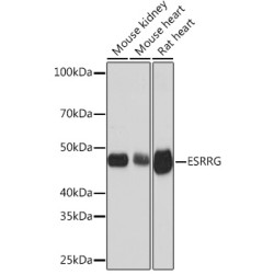 ESRRG Rabbit mAb