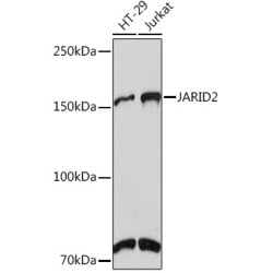 JARID2 Rabbit mAb