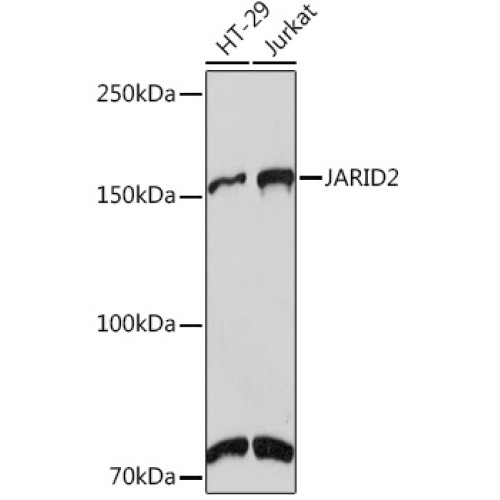 JARID2 Rabbit mAb