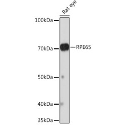 RPE65 Rabbit mAb