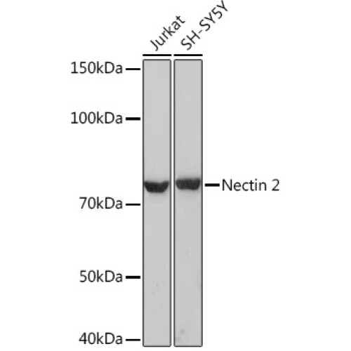 Nectin 2/CD112 Rabbit mAb