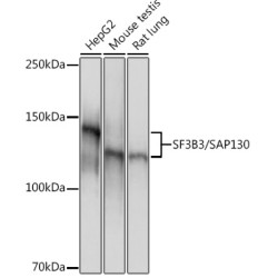 SF3B3/SAP130 Rabbit mAb