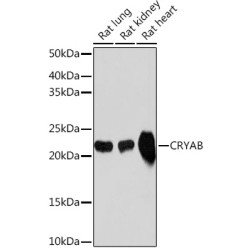 CRYAB Rabbit mAb