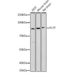 PLTP Rabbit mAb