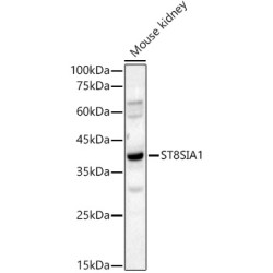 ST8SIA1 Rabbit pAb