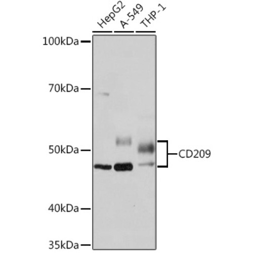 CD209 Rabbit mAb