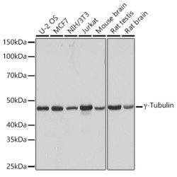 γ-Tubulin Rabbit mAb
