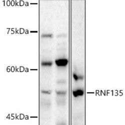 RNF135 Rabbit pAb