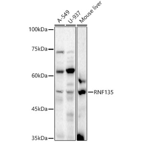 RNF135 Rabbit pAb