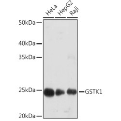 GSTK1 Rabbit mAb