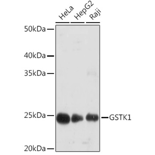 GSTK1 Rabbit mAb