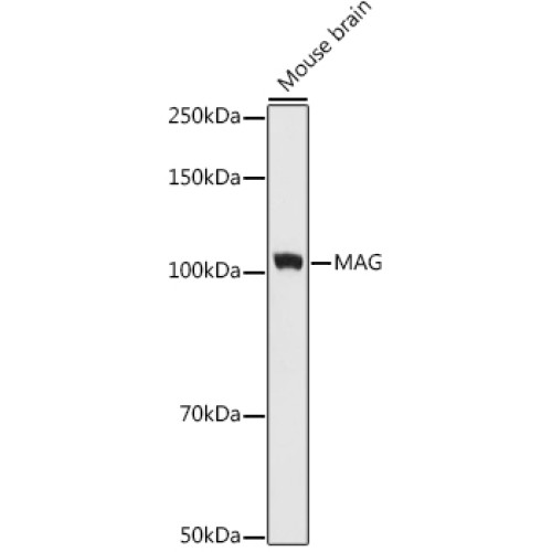 MAG Rabbit mAb