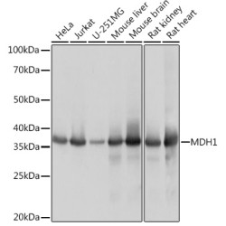 MDH1 Rabbit mAb