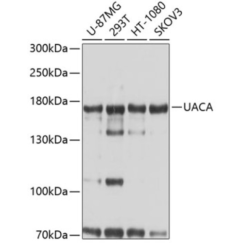 UACA Rabbit pAb