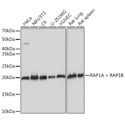 RAP1A + RAP1B Rabbit mAb