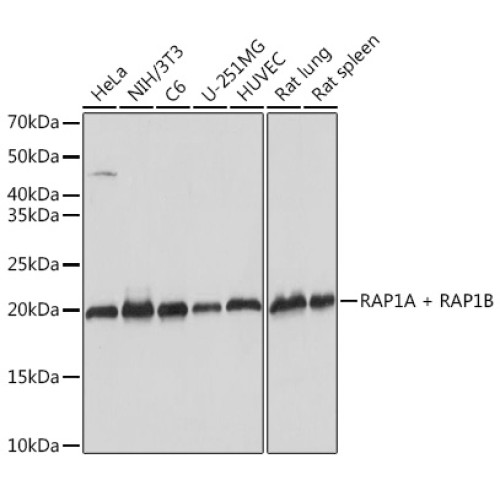 RAP1A + RAP1B Rabbit mAb