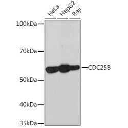 CDC25B Rabbit mAb
