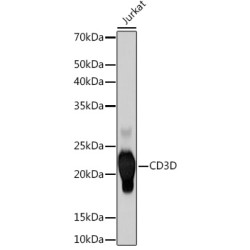 CD3D Rabbit mAb