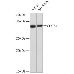 CDC34 Rabbit mAb