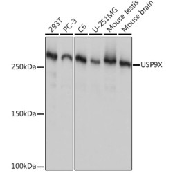 USP9X Rabbit mAb