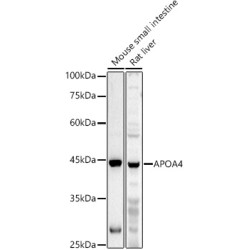 APOA4 Rabbit pAb