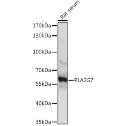 PLA2G7 Rabbit pAb