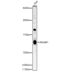 PMAIP1 Rabbit pAb